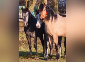 PRE Mestizo, Caballo castrado, 4 años, 156 cm, Bayo