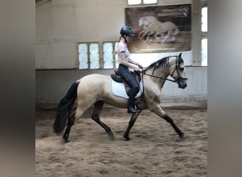 PRE Mestizo, Caballo castrado, 4 años, 156 cm, Bayo