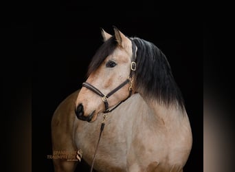 PRE Mestizo, Caballo castrado, 4 años, 156 cm, Bayo