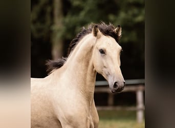 PRE Mestizo, Caballo castrado, 4 años, 156 cm, Bayo