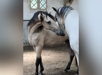 PRE Mestizo, Caballo castrado, 4 años, 156 cm, Bayo