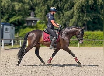 PRE, Caballo castrado, 4 años, 156 cm, Castaño oscuro