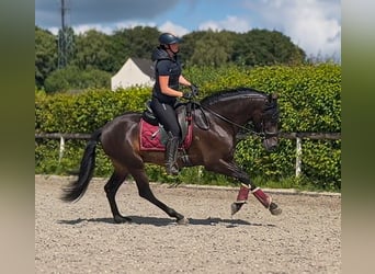 PRE, Caballo castrado, 4 años, 156 cm, Castaño oscuro