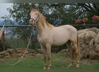 PRE Mestizo, Caballo castrado, 4 años, 156 cm, Perlino