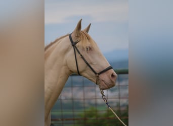 PRE Mestizo, Caballo castrado, 4 años, 156 cm, Perlino