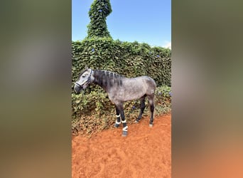 PRE Mestizo, Caballo castrado, 4 años, 156 cm, Tordo rodado