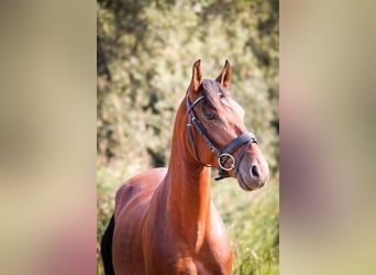 PRE, Caballo castrado, 4 años, 157 cm, Castaño