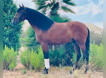 PRE Mestizo, Caballo castrado, 4 años, 157 cm, Castaño oscuro