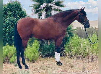 PRE Mestizo, Caballo castrado, 4 años, 157 cm, Castaño oscuro