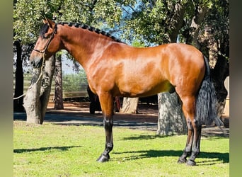 PRE Mestizo, Caballo castrado, 4 años, 157 cm, Castaño oscuro