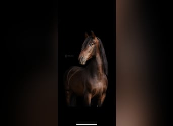 PRE Mestizo, Caballo castrado, 4 años, 157 cm, Castaño oscuro