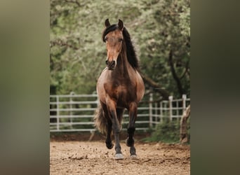 PRE Mestizo, Caballo castrado, 4 años, 157 cm, Castaño oscuro