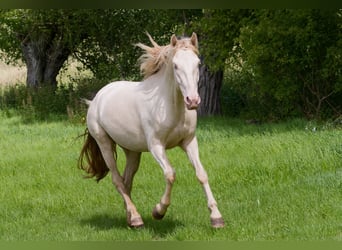 PRE Mestizo, Caballo castrado, 4 años, 157 cm, Cremello