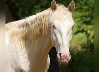 PRE Mestizo, Caballo castrado, 4 años, 157 cm, Cremello