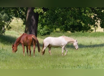 PRE Mestizo, Caballo castrado, 4 años, 157 cm, Cremello