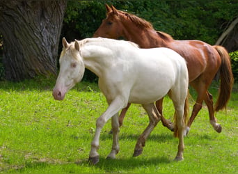 PRE Mestizo, Caballo castrado, 4 años, 157 cm, Cremello