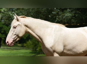 PRE Mestizo, Caballo castrado, 4 años, 157 cm, Cremello