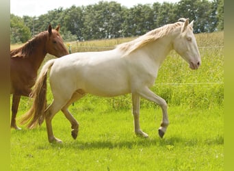 PRE Mestizo, Caballo castrado, 4 años, 157 cm, Cremello