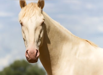 PRE Mestizo, Caballo castrado, 4 años, 157 cm, Cremello