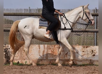 PRE, Caballo castrado, 4 años, 157 cm, Cremello