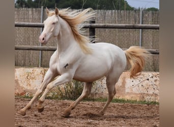 PRE, Caballo castrado, 4 años, 157 cm, Cremello