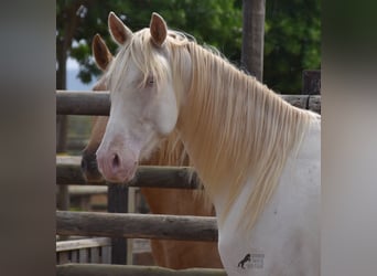 PRE, Caballo castrado, 4 años, 157 cm, Cremello