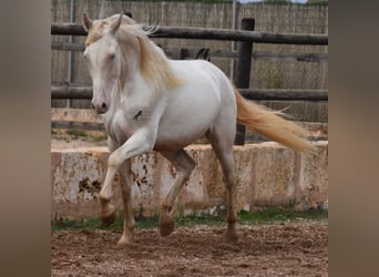 PRE, Caballo castrado, 4 años, 157 cm, Cremello