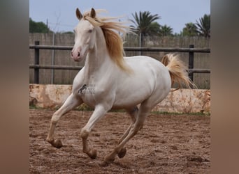 PRE, Caballo castrado, 4 años, 157 cm, Cremello