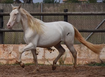 PRE, Caballo castrado, 4 años, 157 cm, Cremello