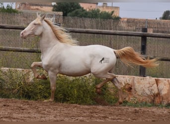 PRE, Caballo castrado, 4 años, 157 cm, Cremello