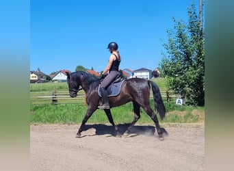 PRE Mestizo, Caballo castrado, 4 años, 157 cm, Negro