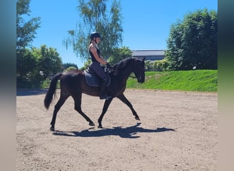 PRE Mestizo, Caballo castrado, 4 años, 157 cm, Negro