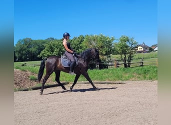 PRE Mestizo, Caballo castrado, 4 años, 157 cm, Negro