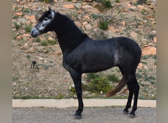 PRE, Caballo castrado, 4 años, 157 cm, Tordillo negro