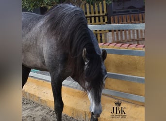 PRE, Caballo castrado, 4 años, 157 cm, Tordillo negro