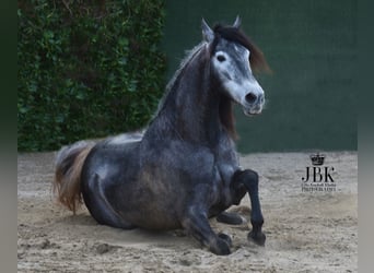 PRE, Caballo castrado, 4 años, 157 cm, Tordillo negro