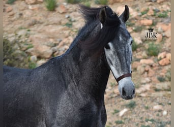 PRE, Caballo castrado, 4 años, 157 cm, Tordillo negro