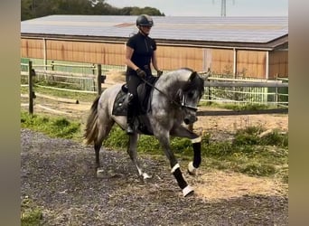 PRE Mestizo, Caballo castrado, 4 años, 157 cm, Tordo