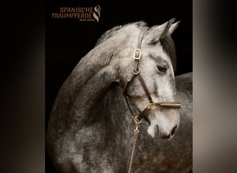 PRE Mestizo, Caballo castrado, 4 años, 157 cm, Tordo