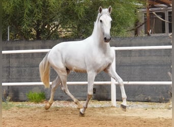 PRE, Caballo castrado, 4 años, 157 cm, Tordo