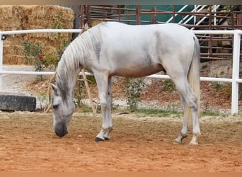 PRE, Caballo castrado, 4 años, 157 cm, Tordo