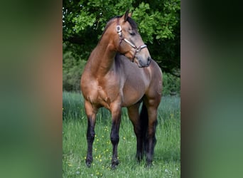 PRE Mestizo, Caballo castrado, 4 años, 158 cm, Bayo