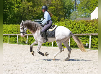 PRE Mestizo, Caballo castrado, 4 años, 158 cm