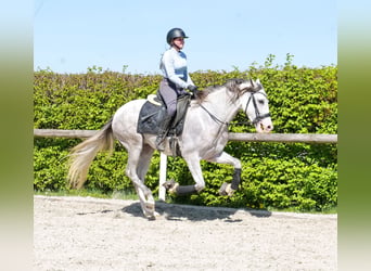 PRE Mestizo, Caballo castrado, 4 años, 158 cm