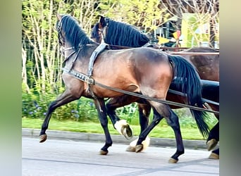 PRE Mestizo, Caballo castrado, 4 años, 158 cm, Castaño