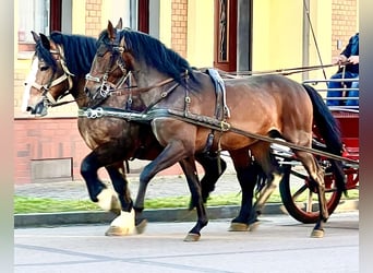 PRE Mestizo, Caballo castrado, 4 años, 158 cm, Castaño