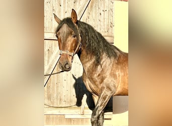 PRE Mestizo, Caballo castrado, 4 años, 158 cm, Castaño