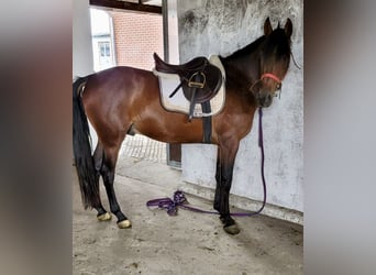 PRE Mestizo, Caballo castrado, 4 años, 158 cm, Castaño