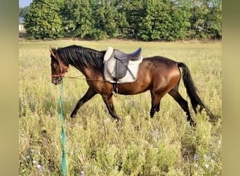 PRE Mestizo, Caballo castrado, 4 años, 158 cm, Castaño