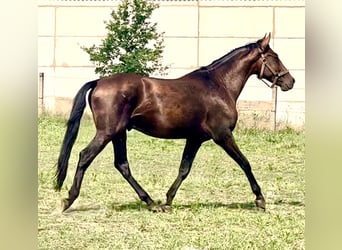 PRE Mestizo, Caballo castrado, 4 años, 158 cm, Castaño